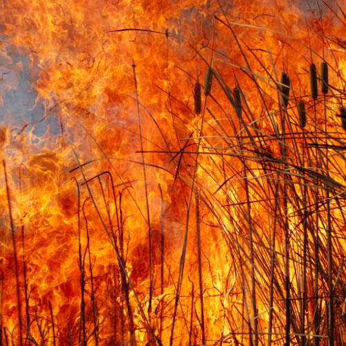 a field of cat tails burning