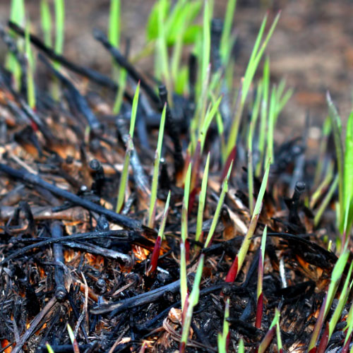 new grass growing amongst burnt grass