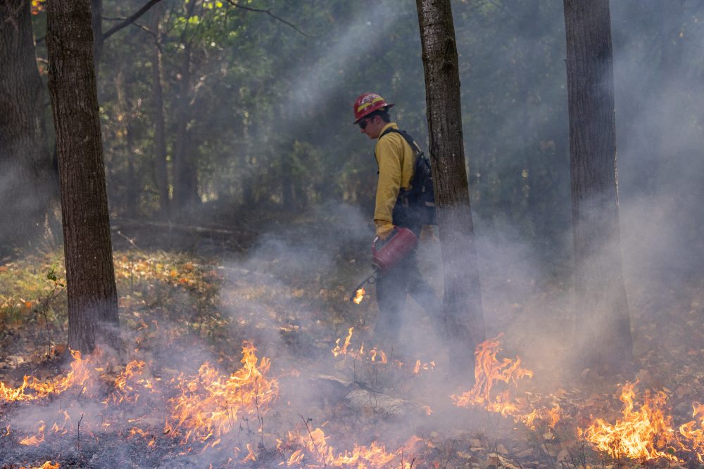 A fire fighter starting a controlled burn in a wooded area