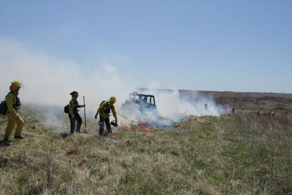 A group of fire fighters performing a controlled burn of a grass field